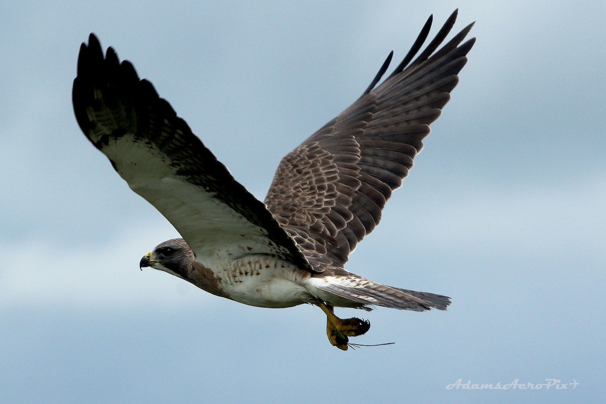 Swainson's Hawk - Zane Adams