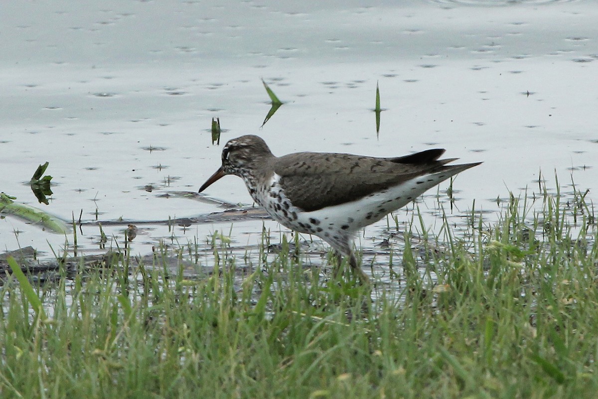 Spotted Sandpiper - ML27365571