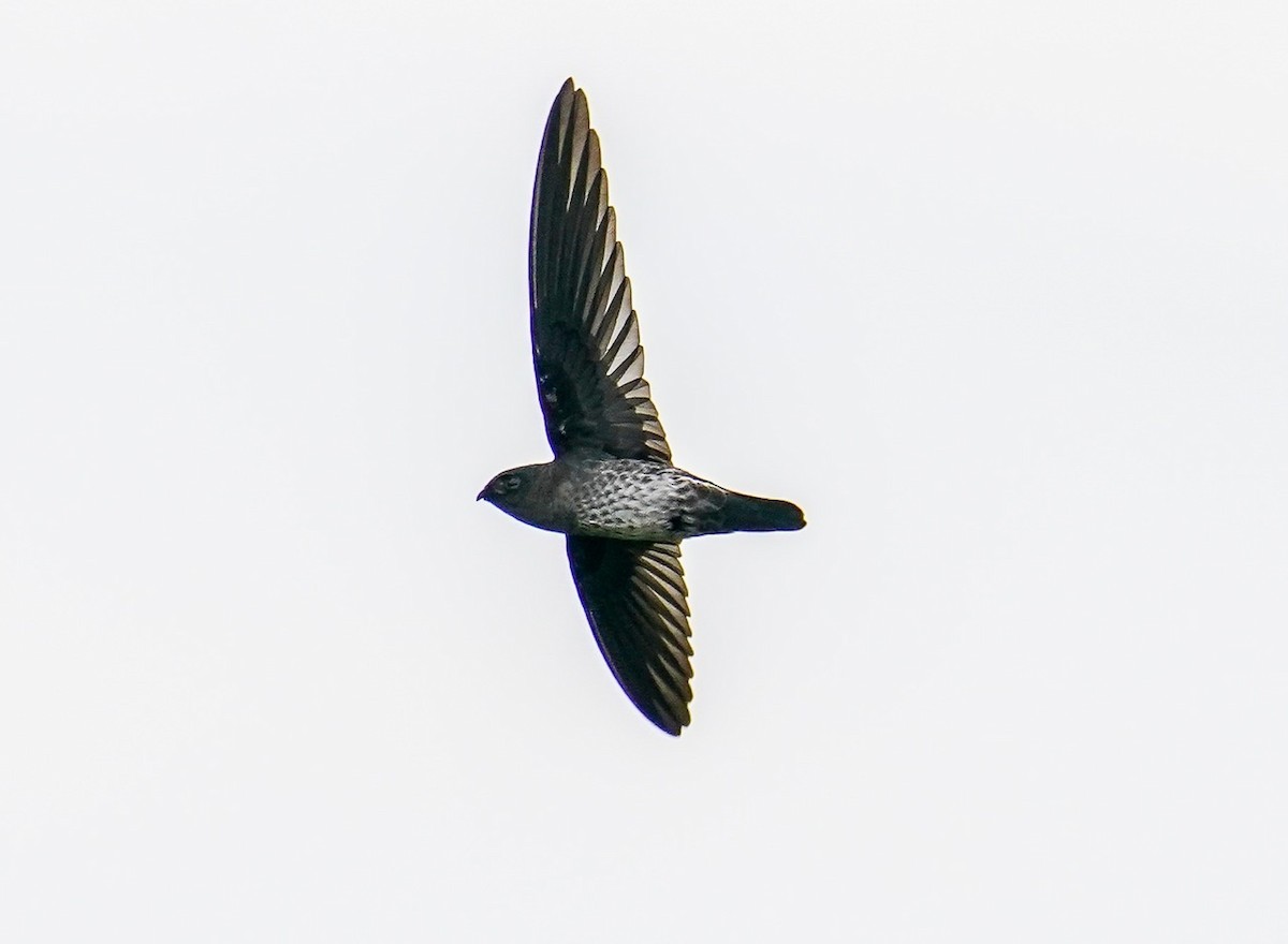 Plume-toed Swiftlet - ML273656561