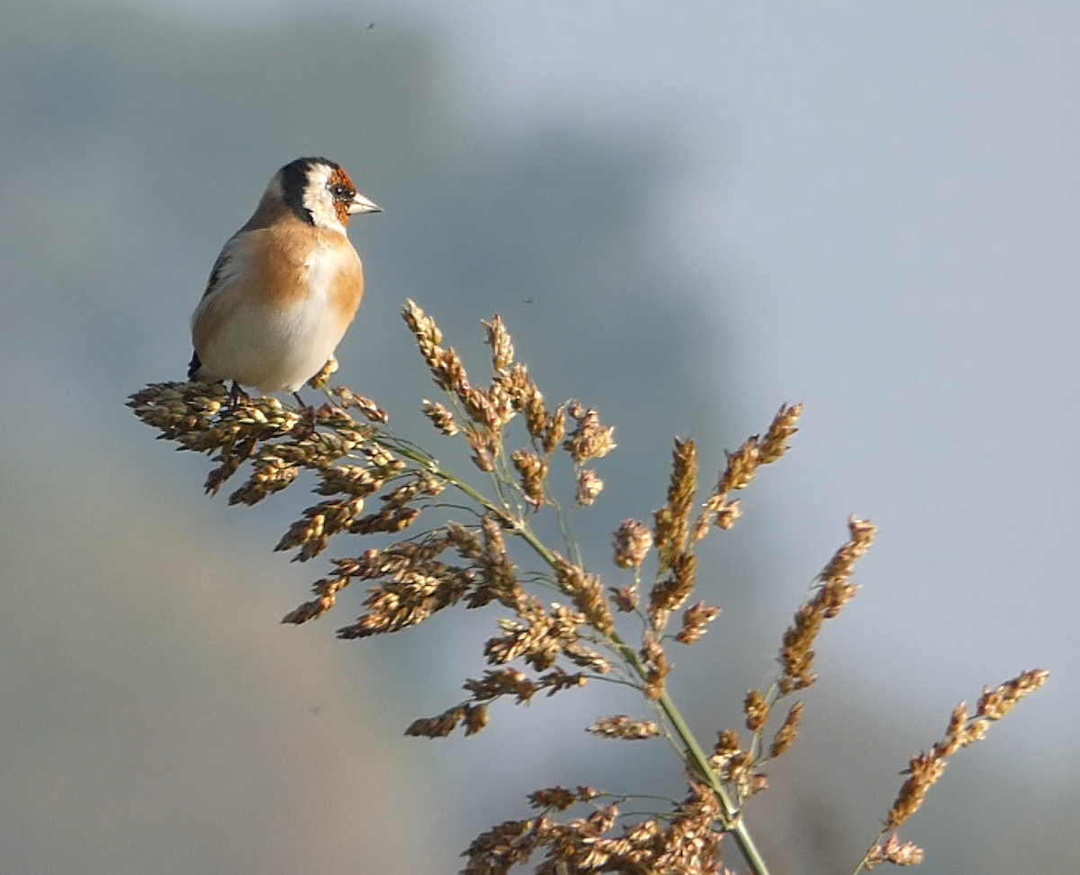 European Goldfinch - Arend van Riessen