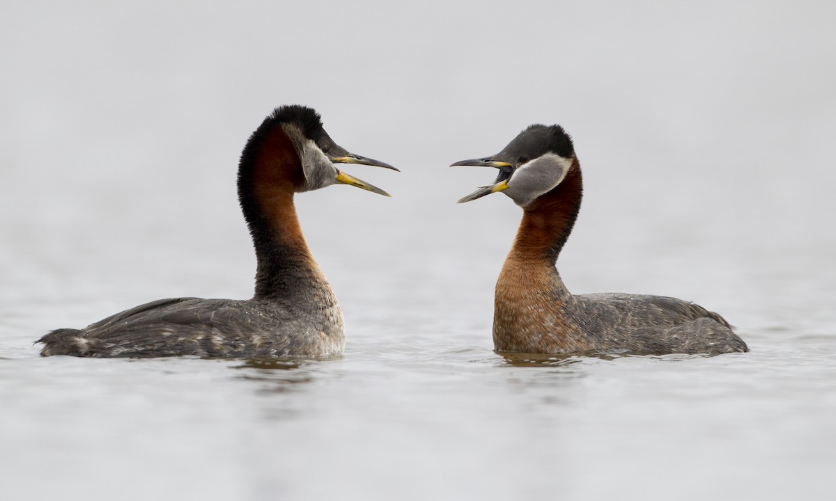 Red-necked Grebe - Brian Sullivan