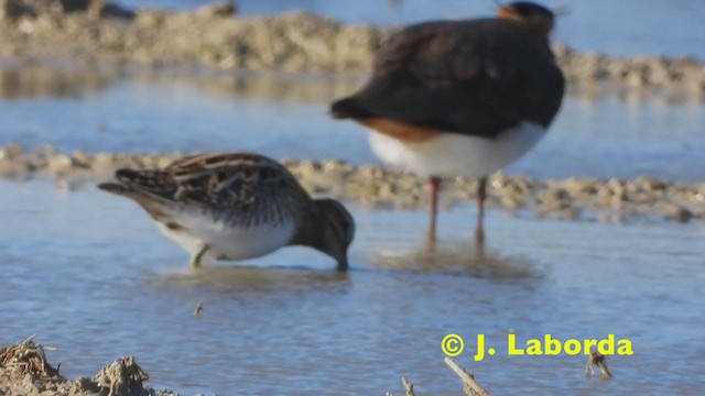 Common Snipe - ML273658671