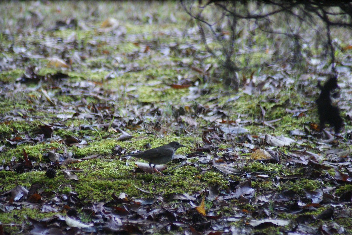 Gray-cheeked Thrush - ML273660011