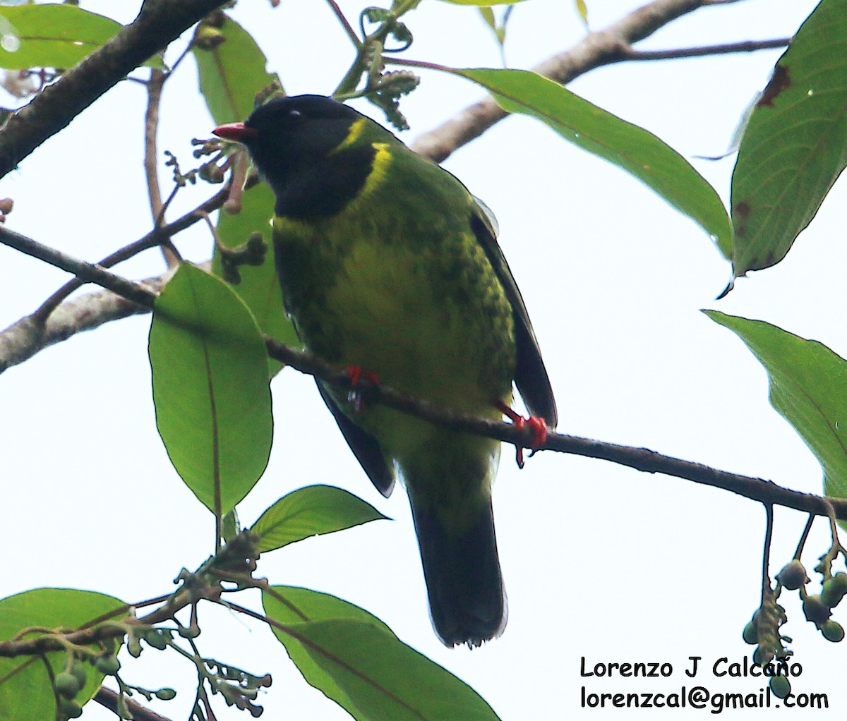 Green-and-black Fruiteater - ML273660511