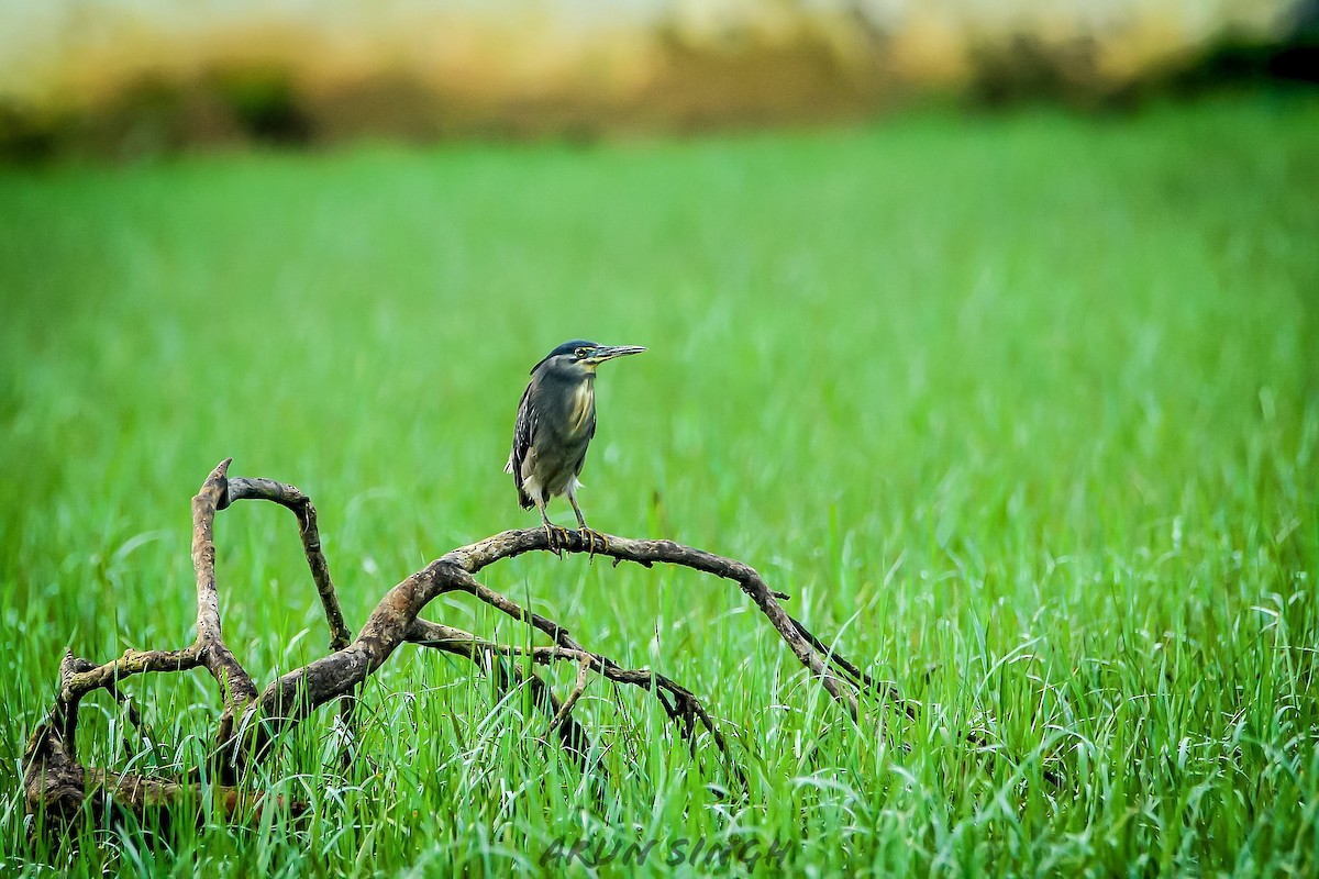 Striated Heron - Arun Singh: Andaman Bird Tour