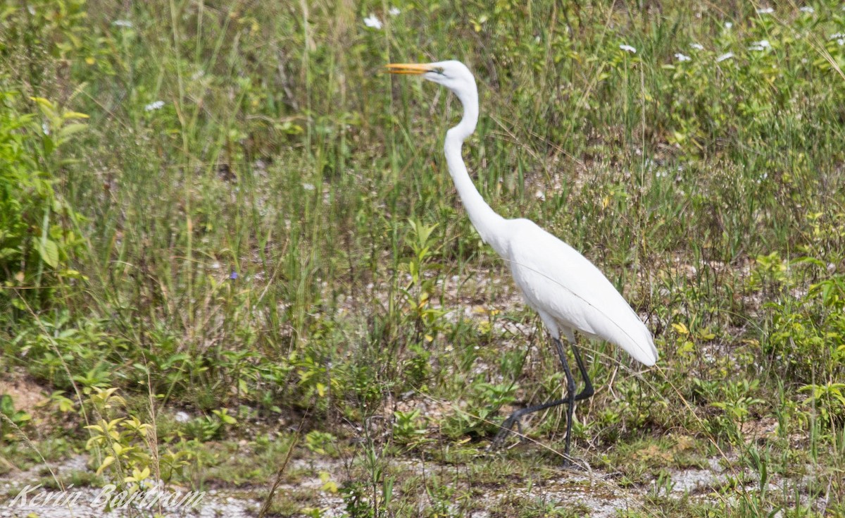 Great Egret - ML273661061