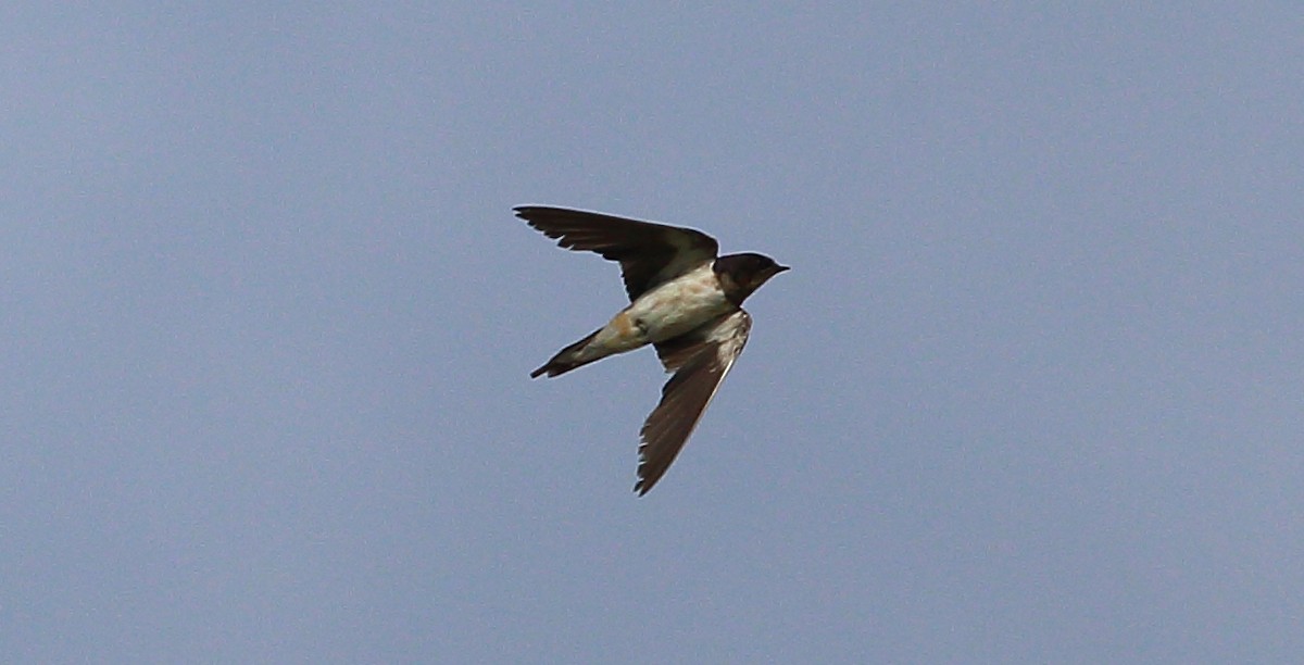 Barn Swallow - ML273661091