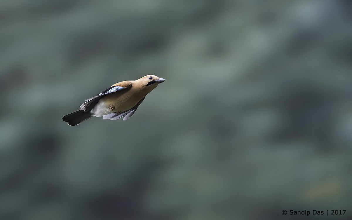 Eurasian Jay - ML273661211