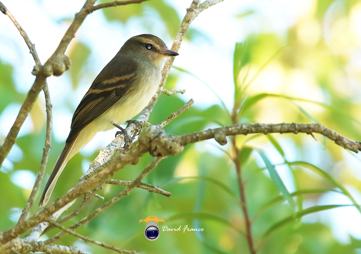 Fuscous Flycatcher - ML273661531