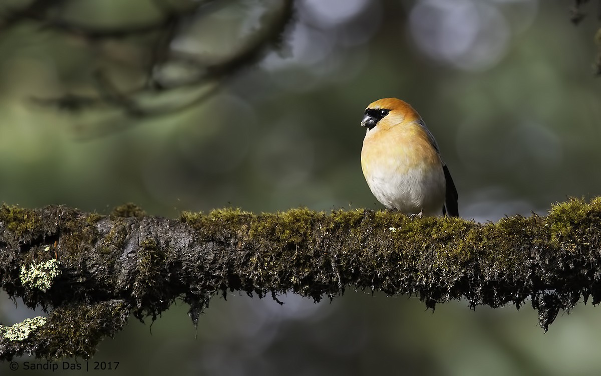 Red-headed Bullfinch - ML273663051