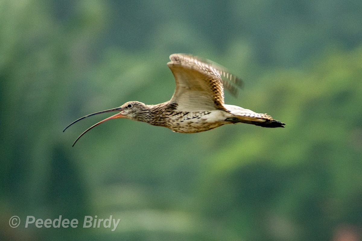 Eurasian Curlew - P D Prasad