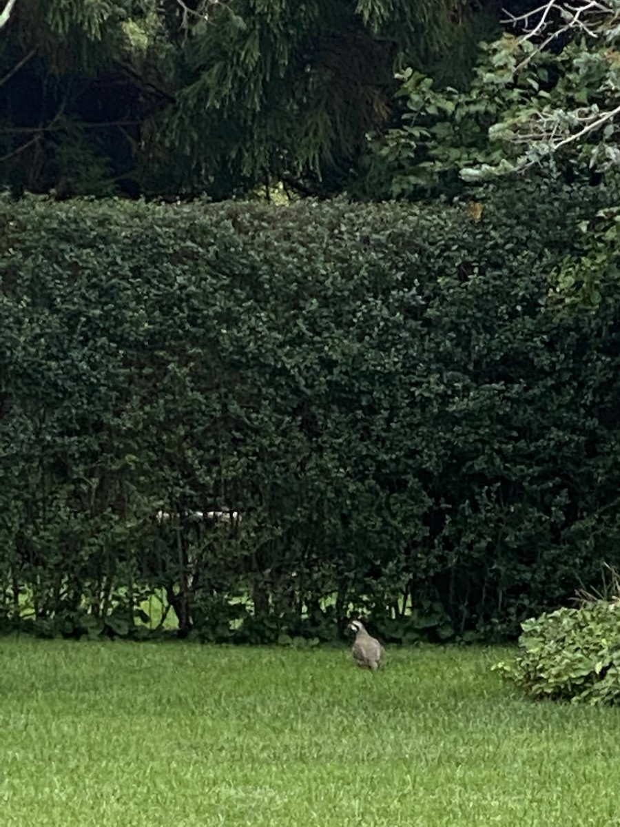 Хахилаг - ML273664511