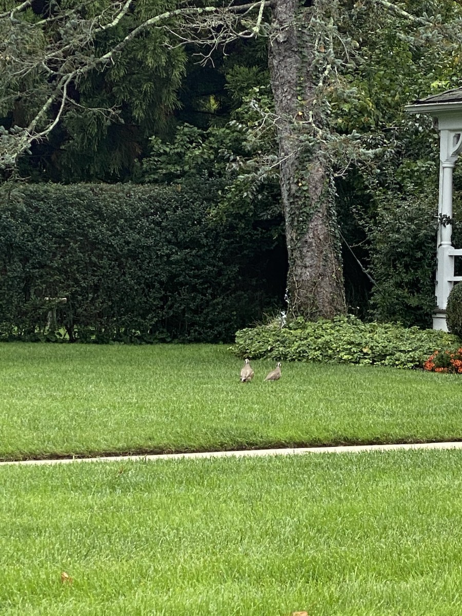 Хахилаг - ML273664521