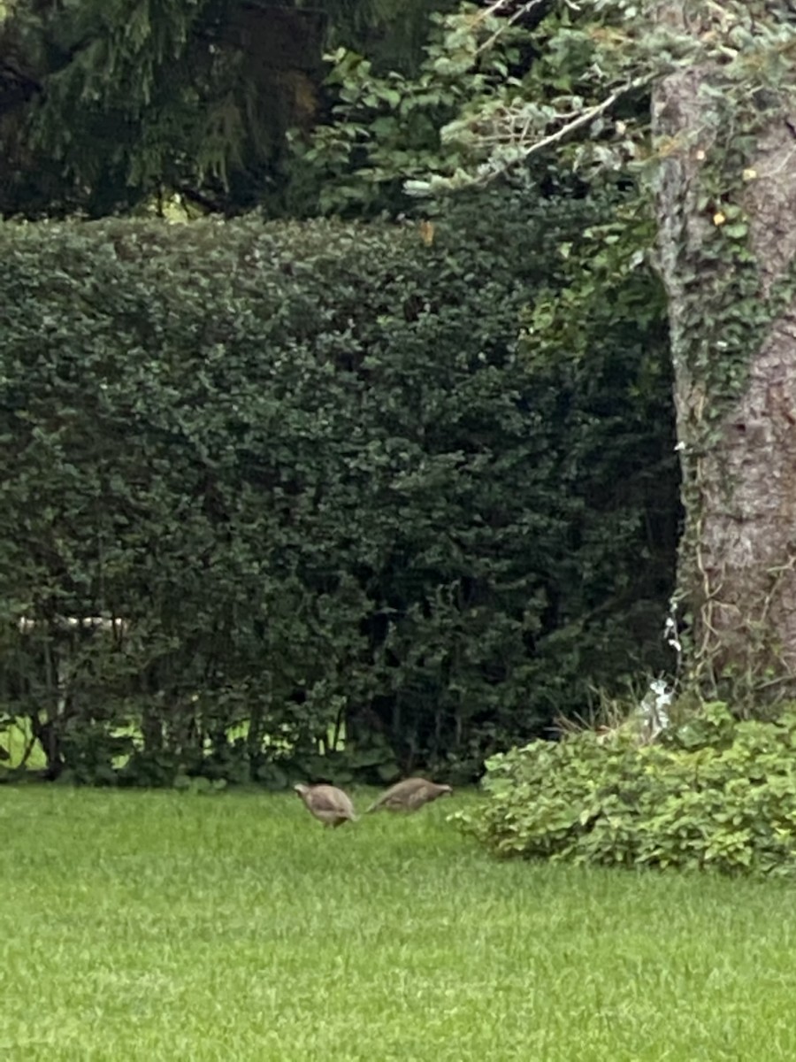 Хахилаг - ML273664541