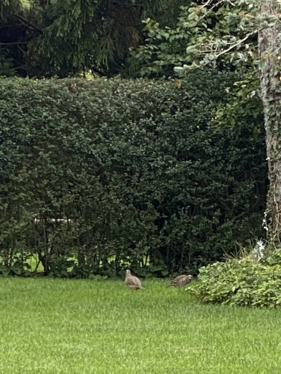 orebice čukar - ML273664551