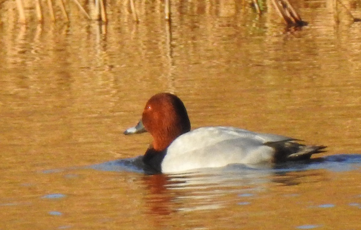 Common Pochard - ML273665471