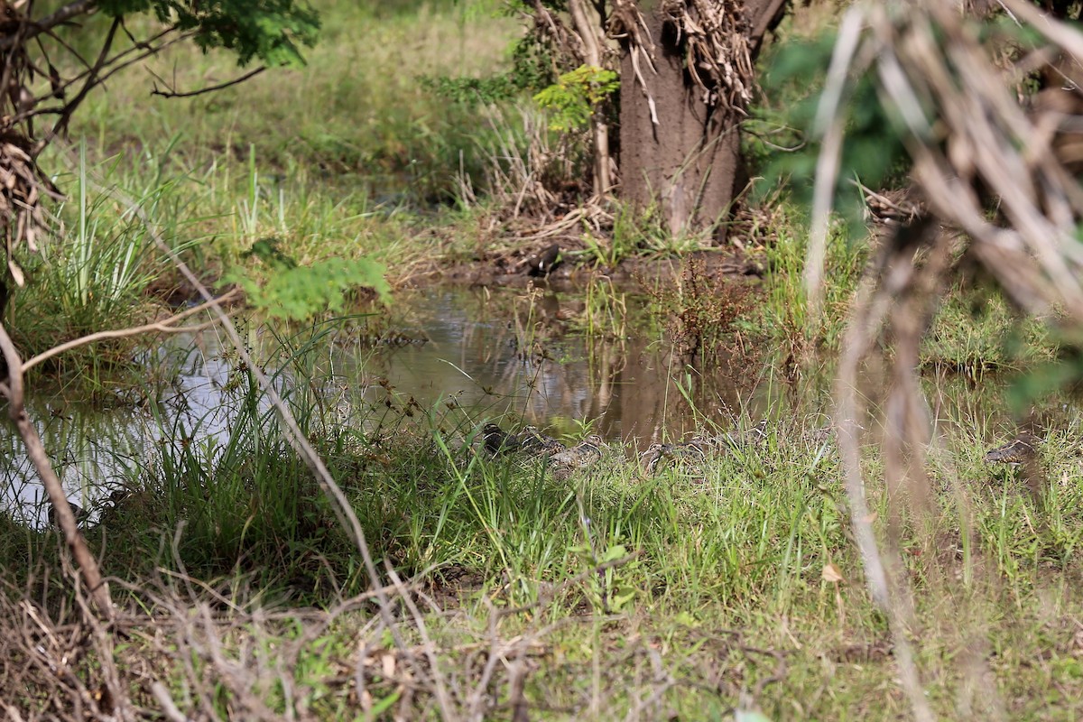 Australian Painted-Snipe - ML273666121