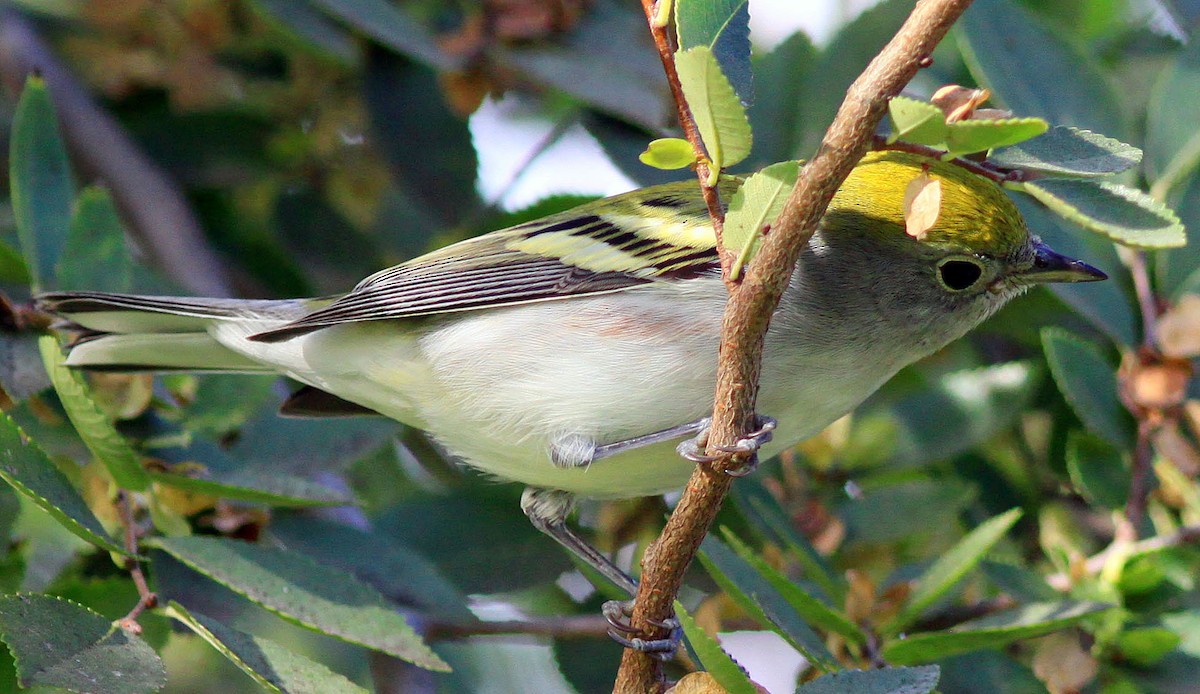 Chestnut-sided Warbler - ML273666991