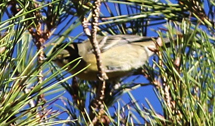 Pine Warbler - ML273667841