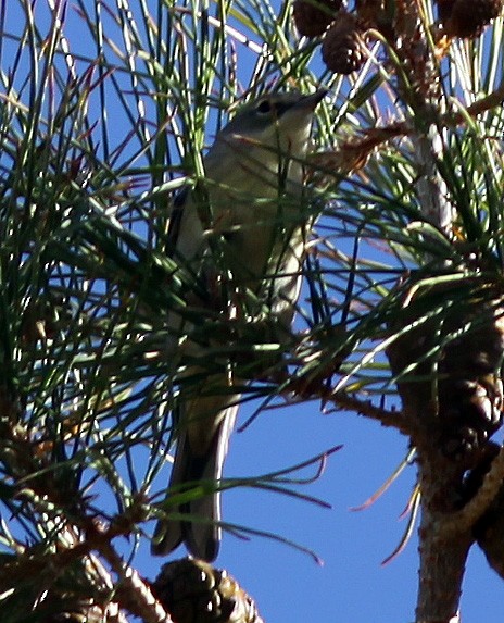 furuparula - ML273667851