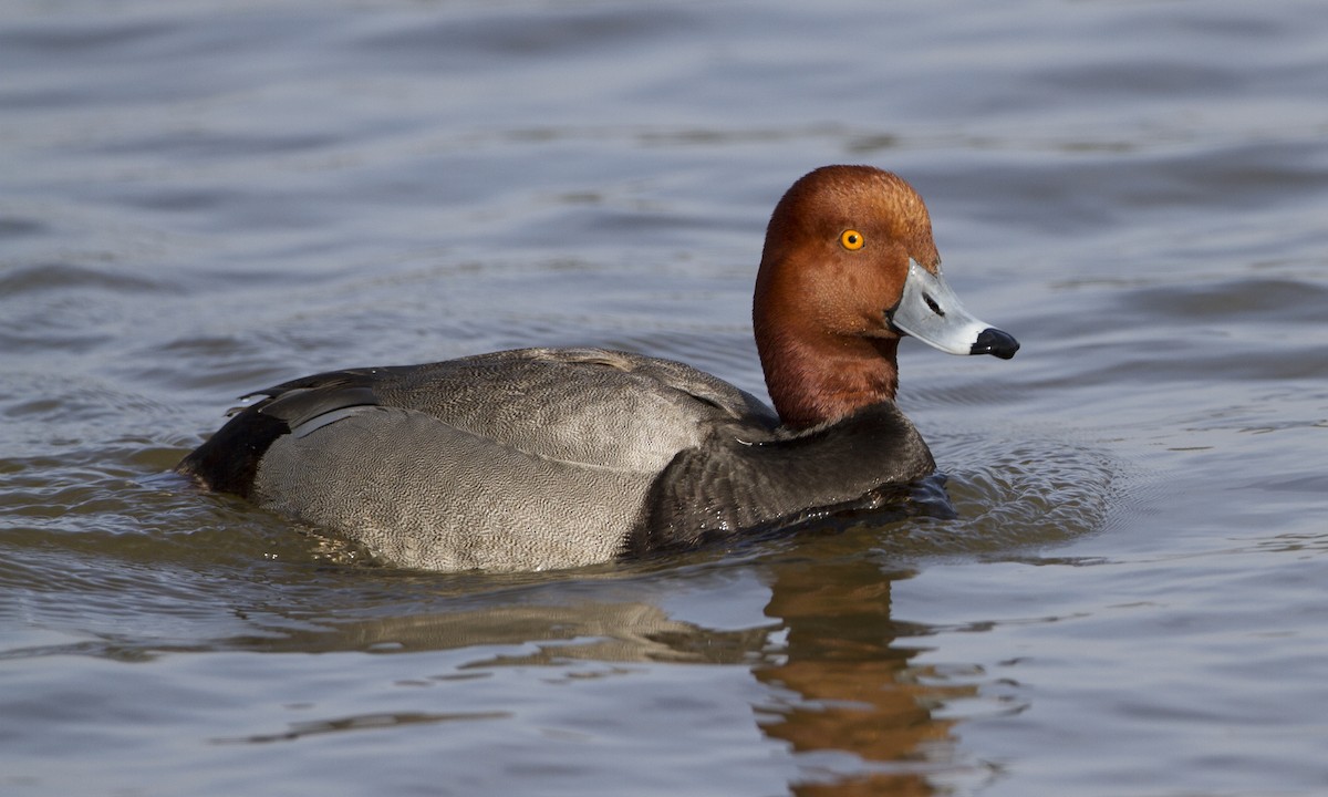 Redhead - ML27366851