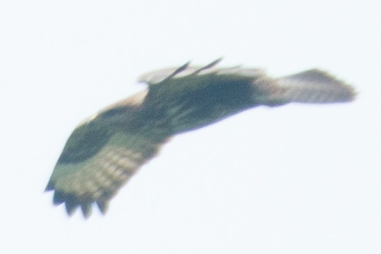 Common Buzzard - Yadu Prasad