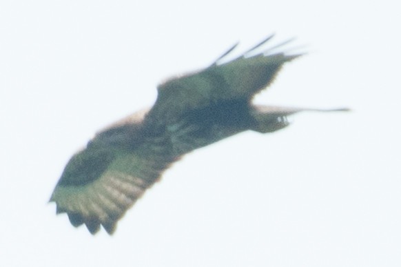 Common Buzzard - ML273669921