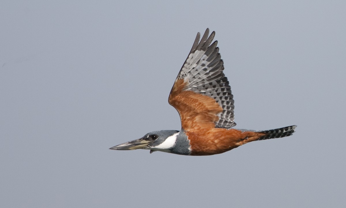 Ringed Kingfisher - Brian Sullivan