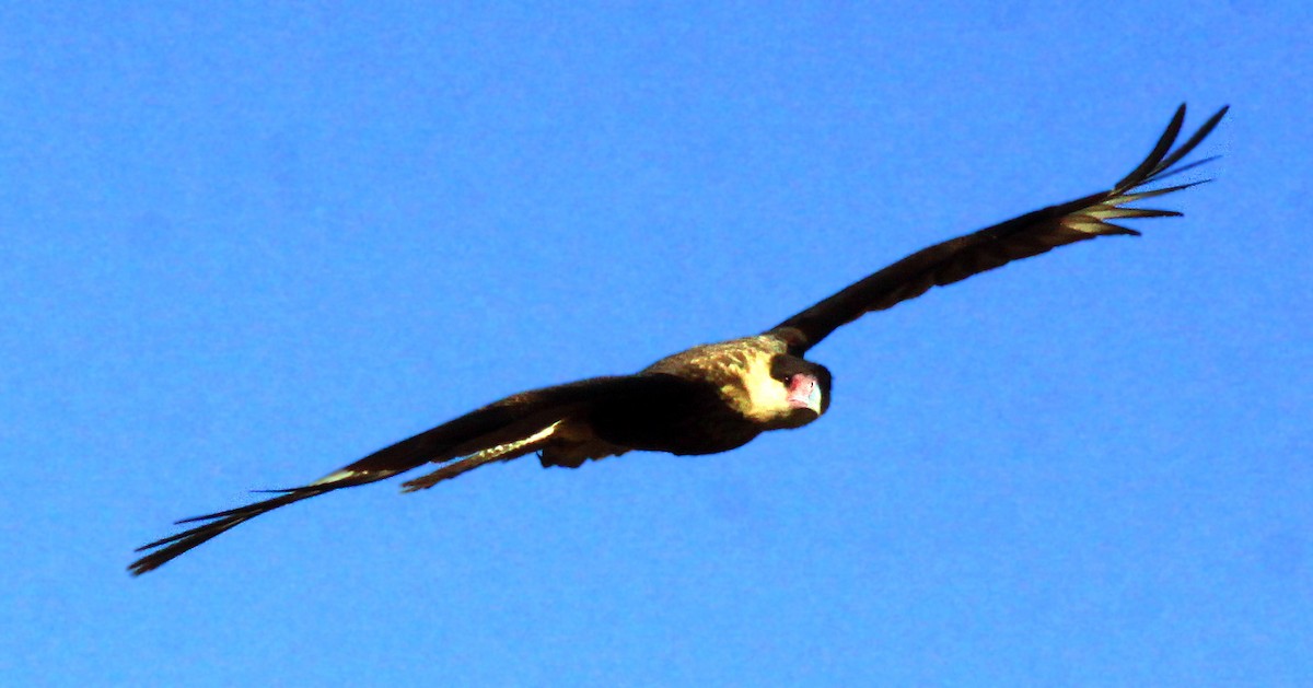 Crested Caracara (Northern) - ML273670541