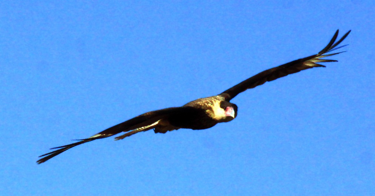 Caracara huppé (cheriway) - ML273670541