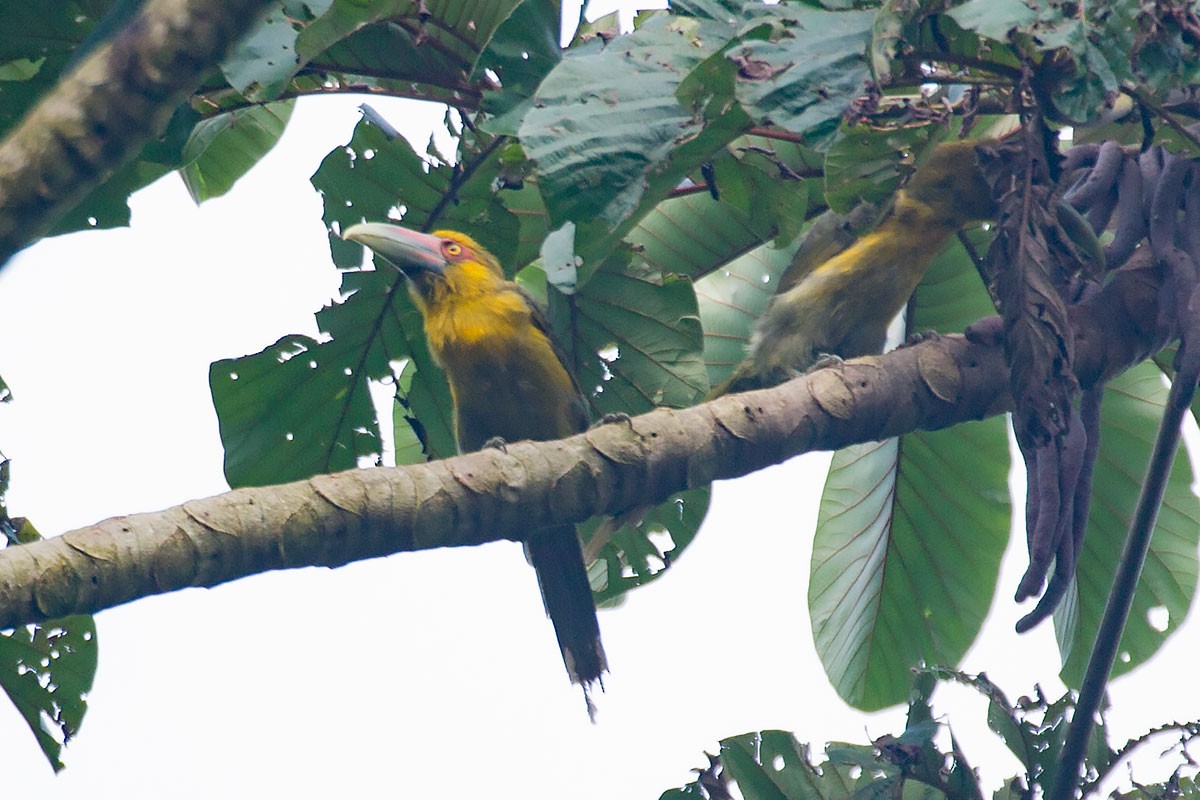 Saffron Toucanet - ML273671831