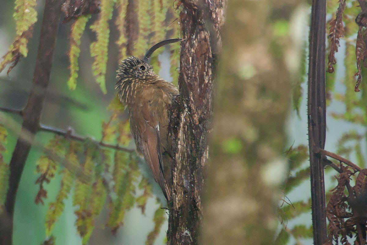 Black-billed Scythebill - ML273671881