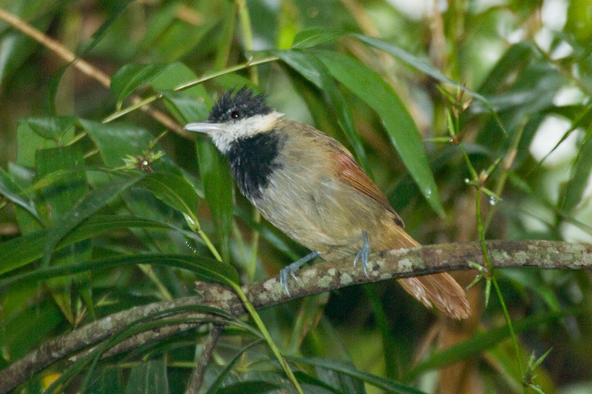 White-bearded Antshrike - ML273671971