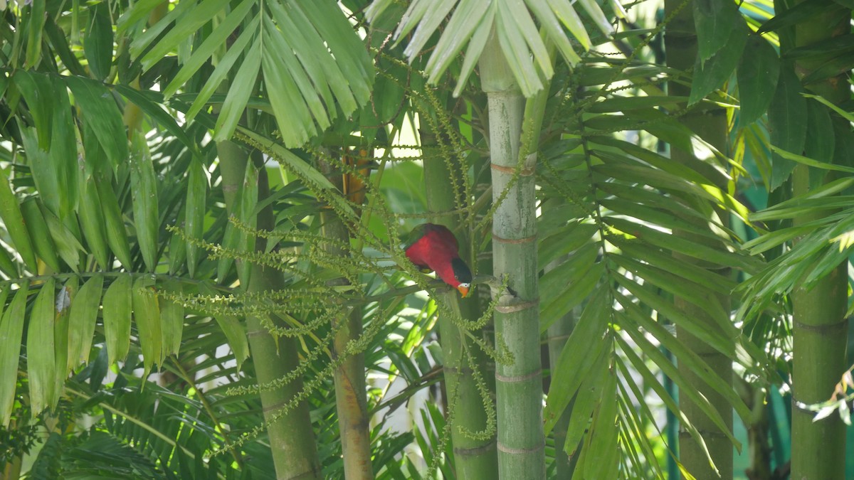 Purple-bellied Lory - Henrike Frye