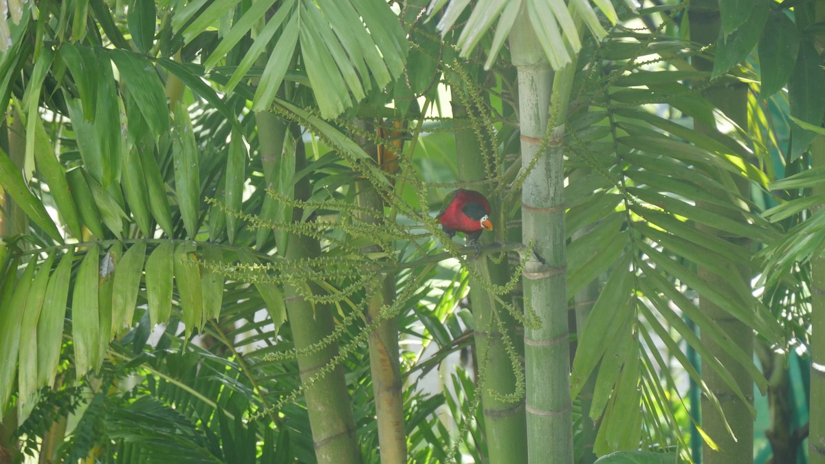 Purple-bellied Lory - ML273672041