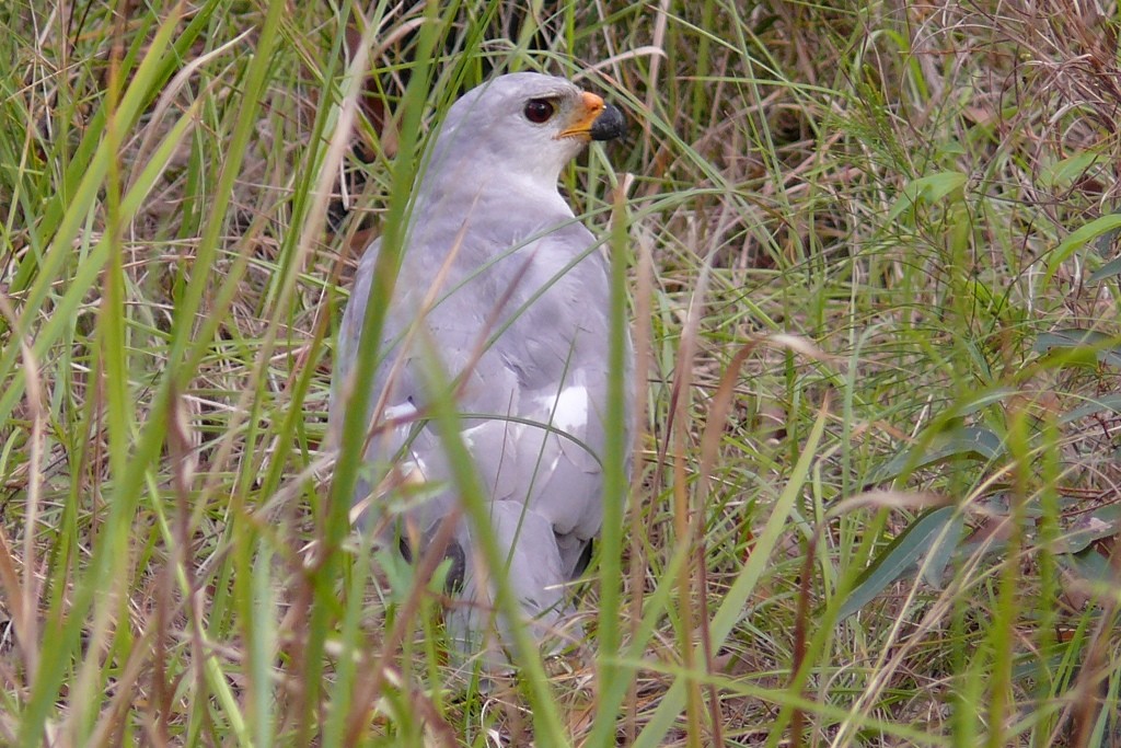 Gray Goshawk - ML273672141