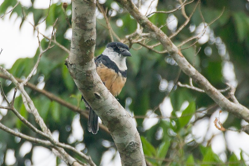 Buff-bellied Puffbird - ML273672321