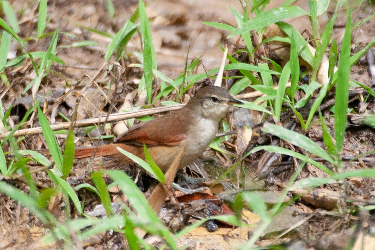 Pallid Spinetail - Arthur Grosset