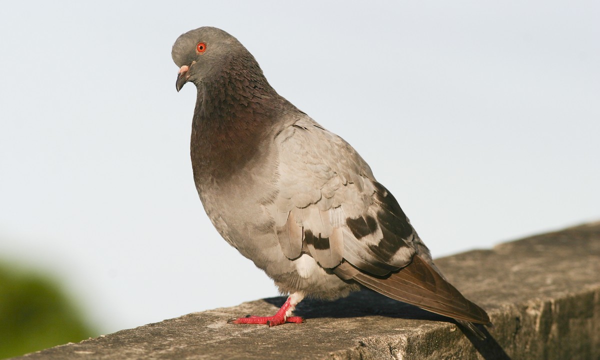 Rock Pigeon (Feral Pigeon) - Brian Sullivan