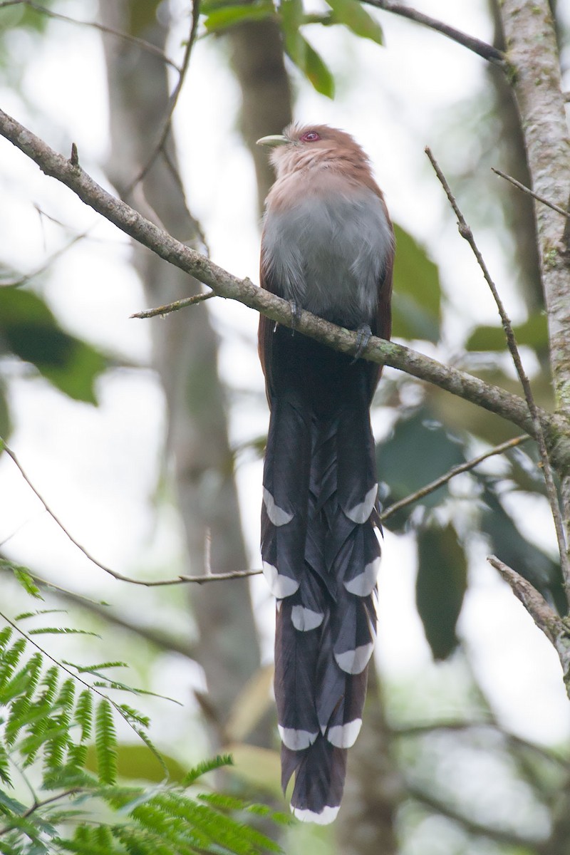 Squirrel Cuckoo - ML273672771