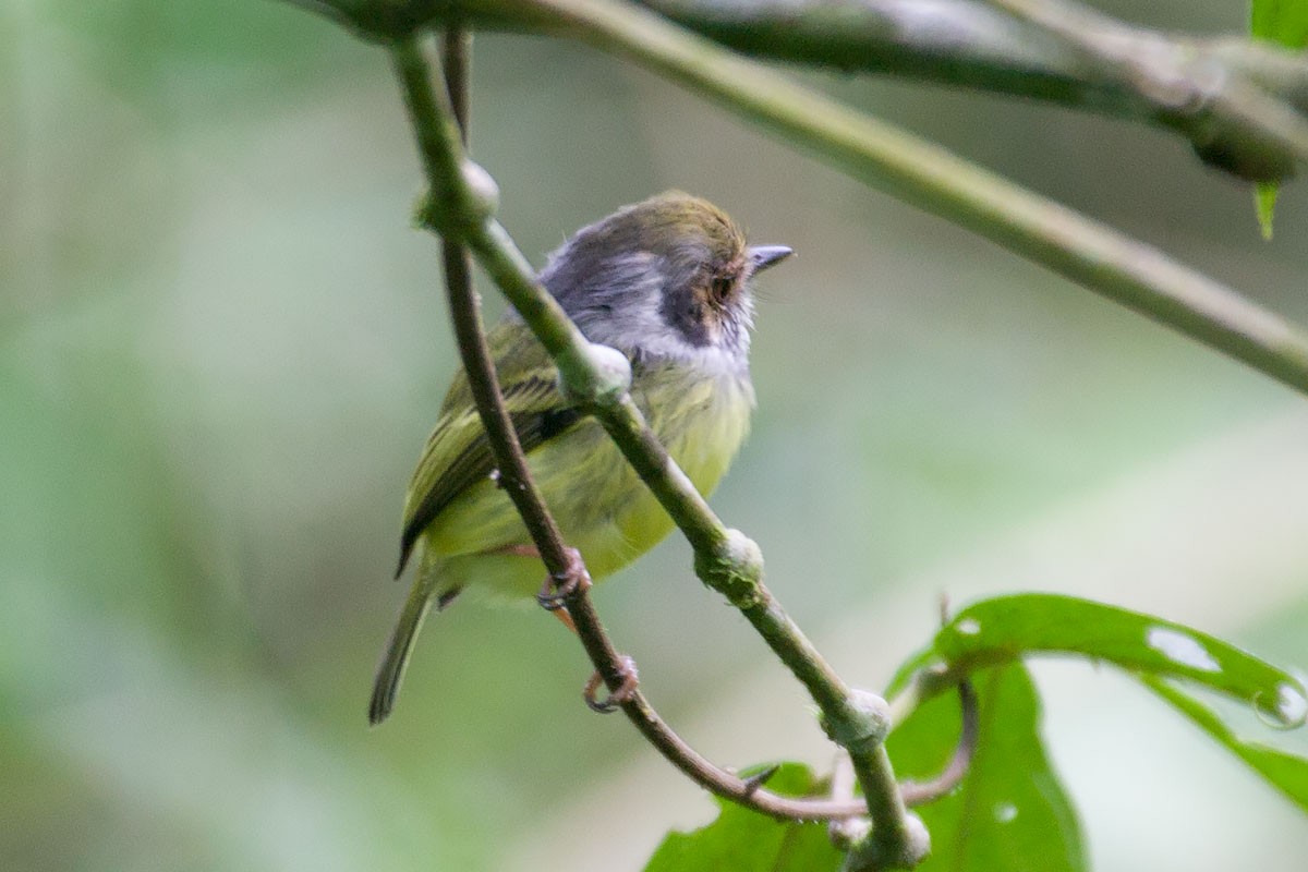 Eared Pygmy-Tyrant - Arthur Grosset