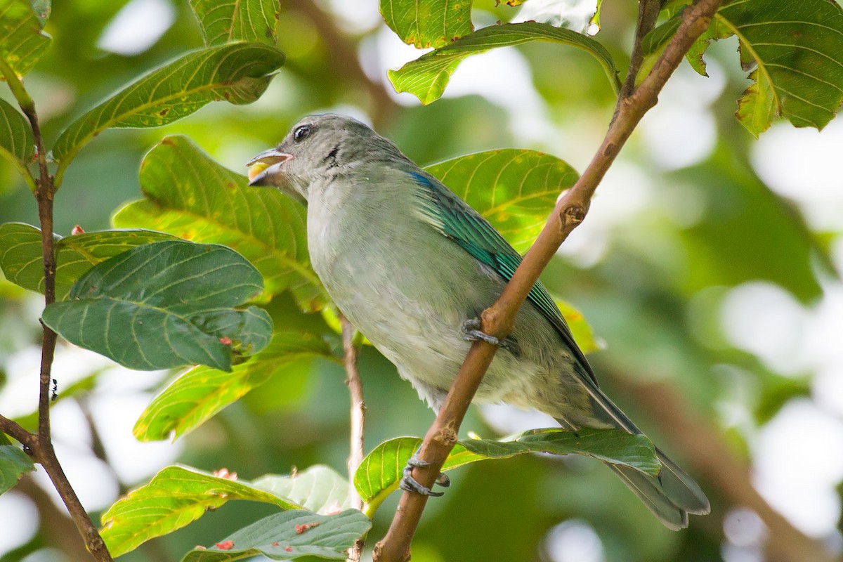 Azure-shouldered Tanager - ML273673141