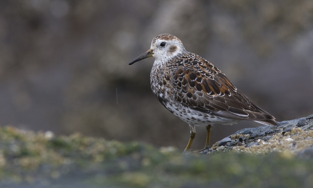 Rock Sandpiper (quarta/tschuktschorum/couesi) - Brian Sullivan