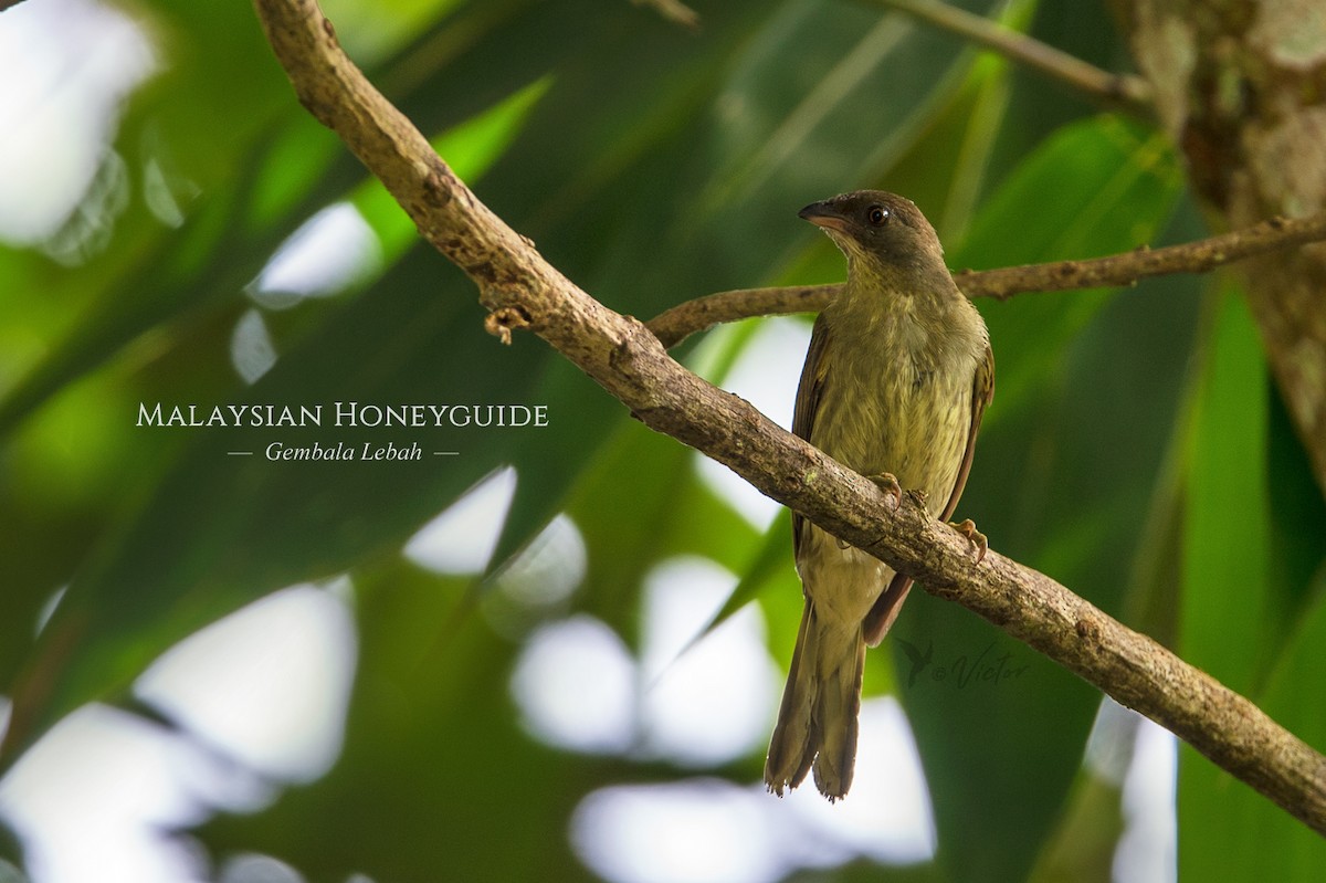 Malaysian Honeyguide - victor loo