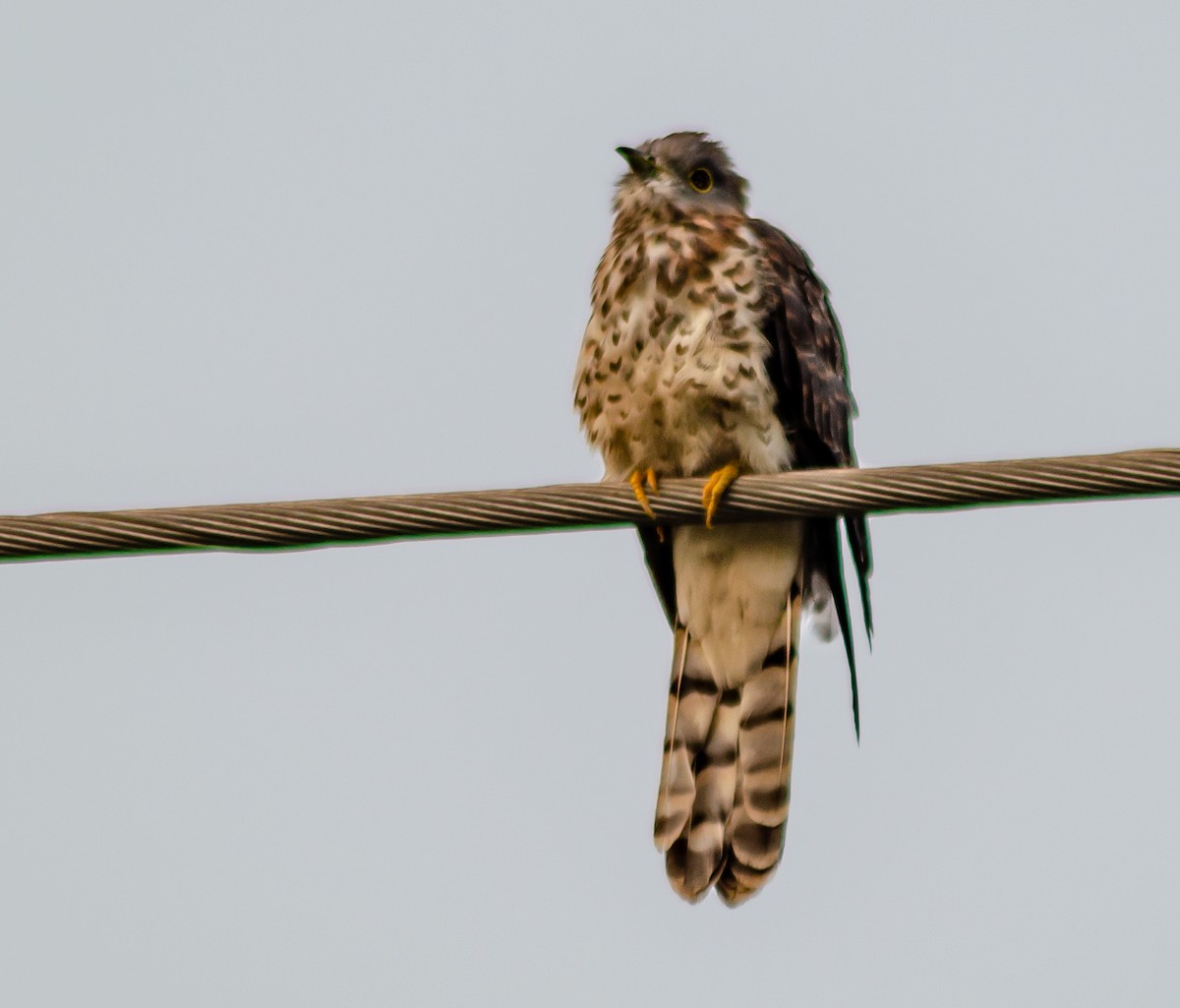 Common Hawk-Cuckoo - ML273675881