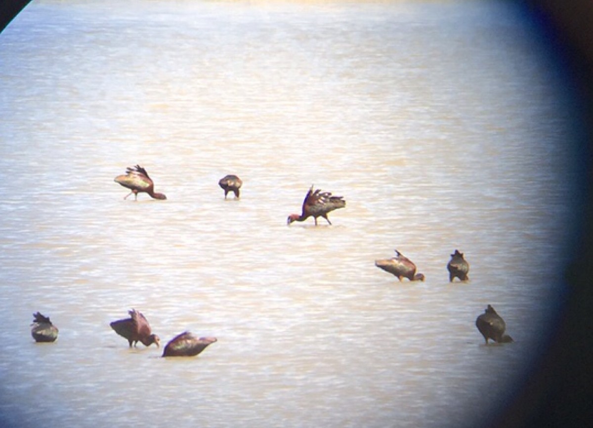 Glossy Ibis - ML27367641