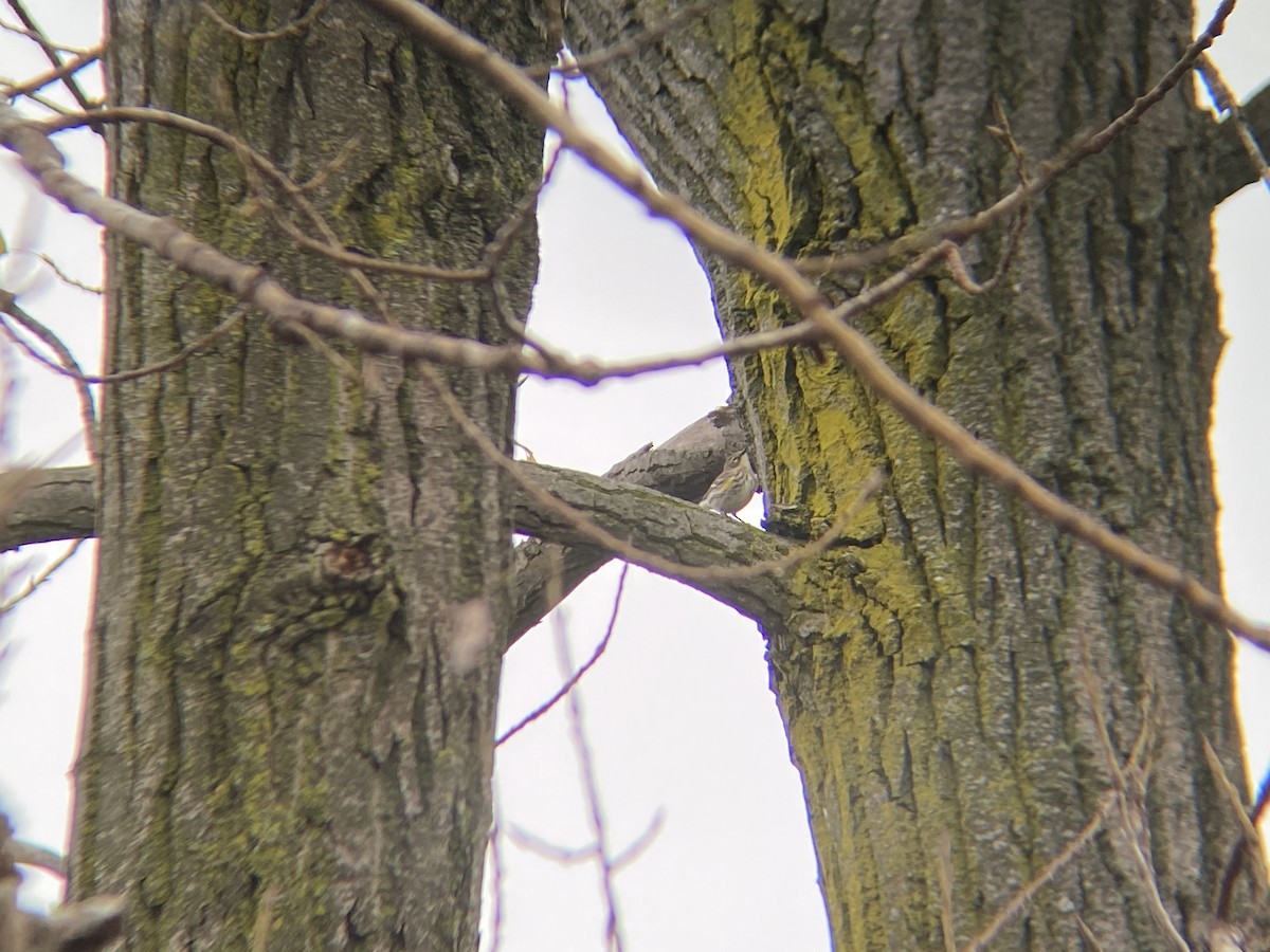 Yellow-rumped Warbler - ML273677751