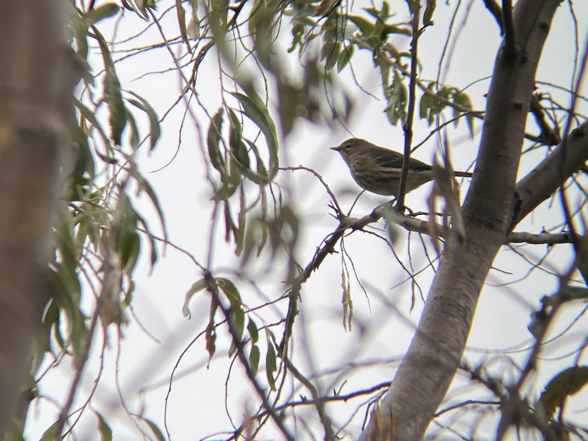 Yellow-rumped Warbler - ML273677761