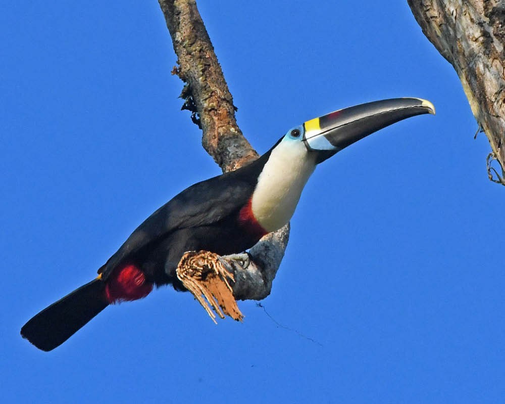 White-throated Toucan - ML273678241