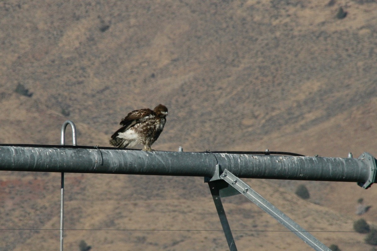 Red-tailed Hawk (calurus/alascensis) - ML273678321